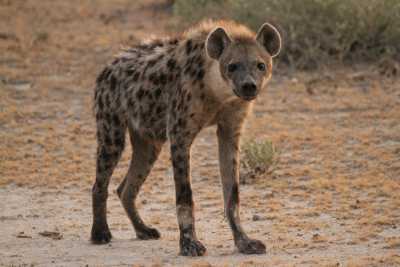 Namibie