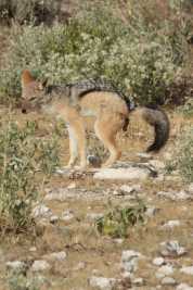 Namibie