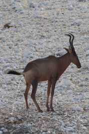 Namibie