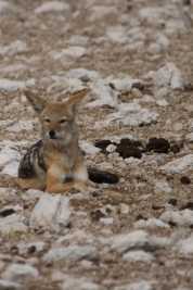 Namibie