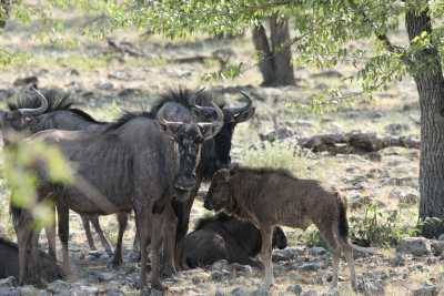 Namibie