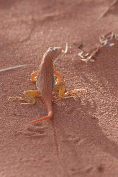 Namibie