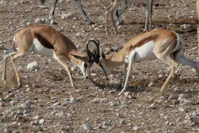 Namibie