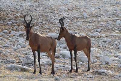Namibie