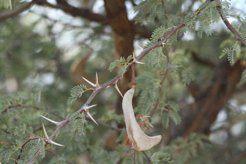 Namibie