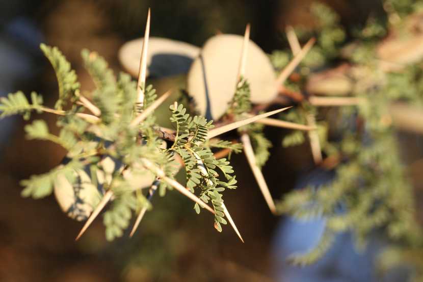 Namibie