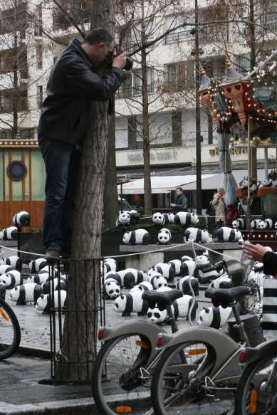 1600 pandas