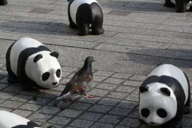1600 pandas