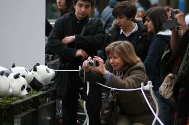 1600 pandas
