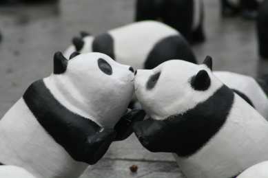 1600 pandas