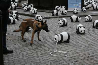 1600 pandas