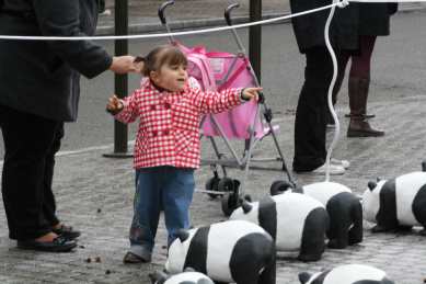 1600 pandas