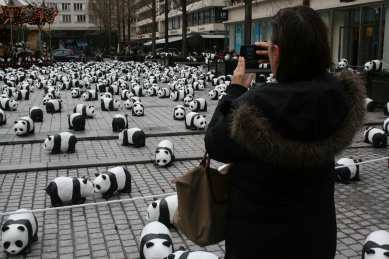 1600 pandas