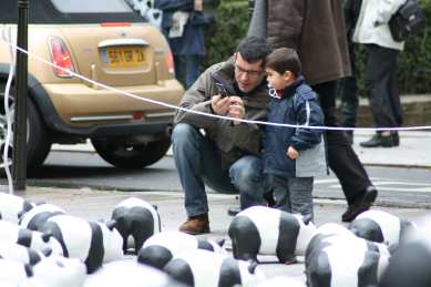 1600 pandas