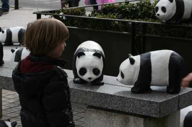 1600 pandas