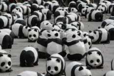 1600 pandas